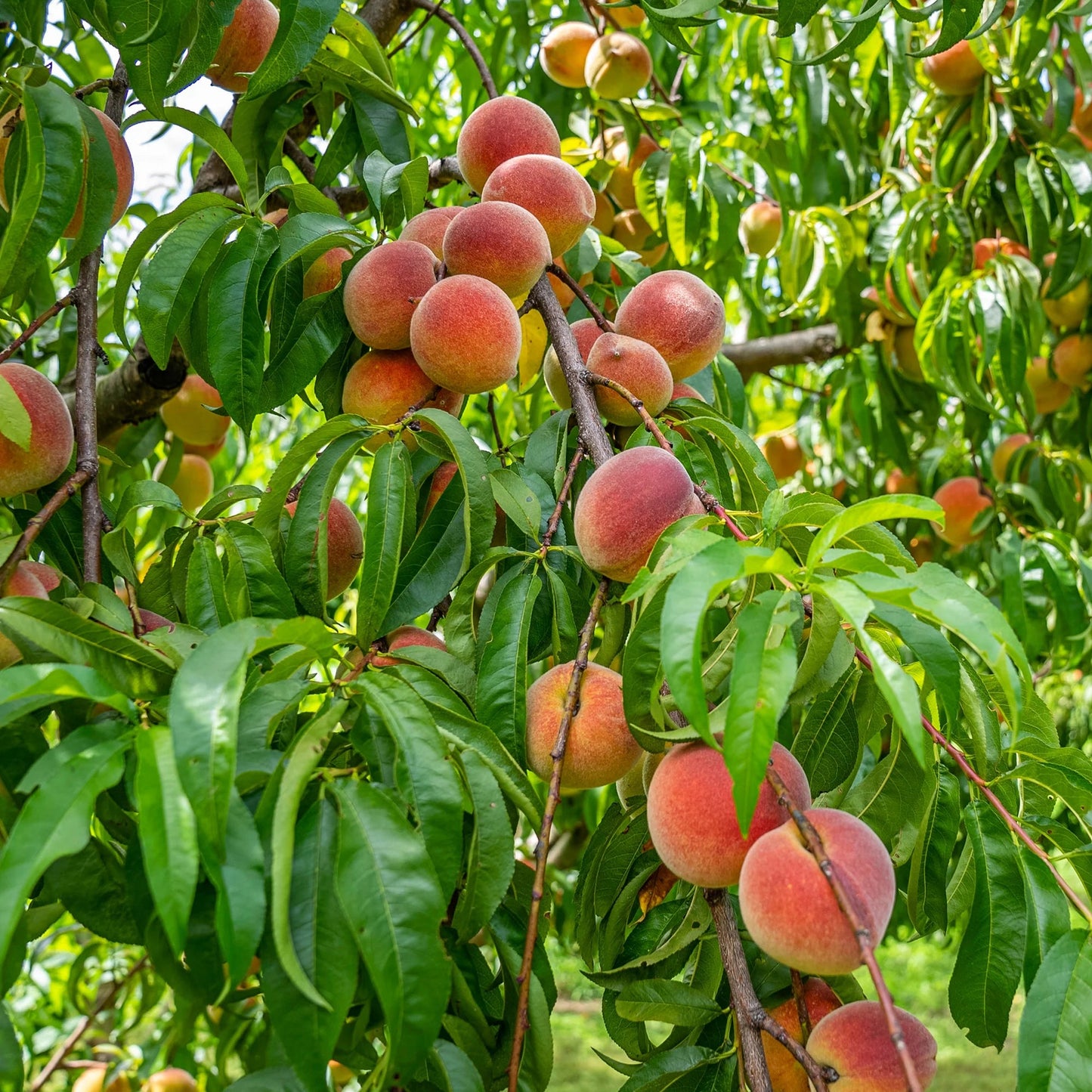 🍑 Peach Plant Kit | Sweet & Juicy Fruit for Your Home Orchard🏡-FO