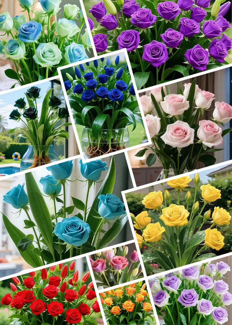 🌹 Hydroponic Roses – Bloom Without Soil! 🌹-TY