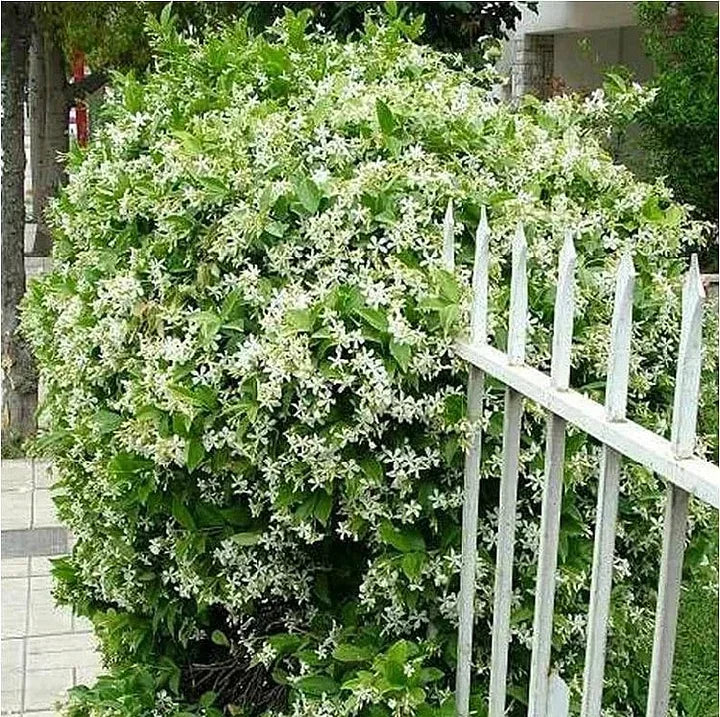 Let jasmine blooms fill your home with fragrance! Our jasmine brings charm to any room and purifies the air. Limited-time offer—bring the beauty home now!-BP