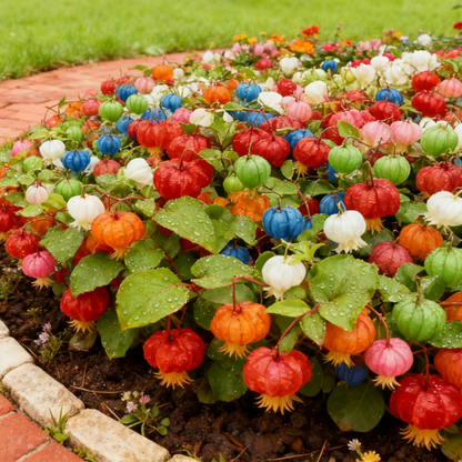 🌹Mother's Day Special🎁 Lantern Flower Seeds — Grow Your Own Miniature Garden Lights 🌱✨-TY