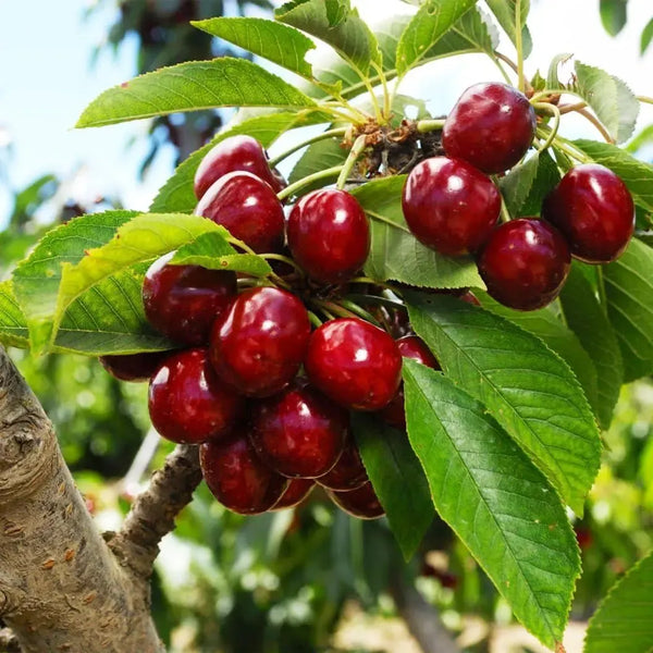 🌿Extra Large Goma Harry Cherry🍒 – Easy to grow on your porch and balcony at home-TY