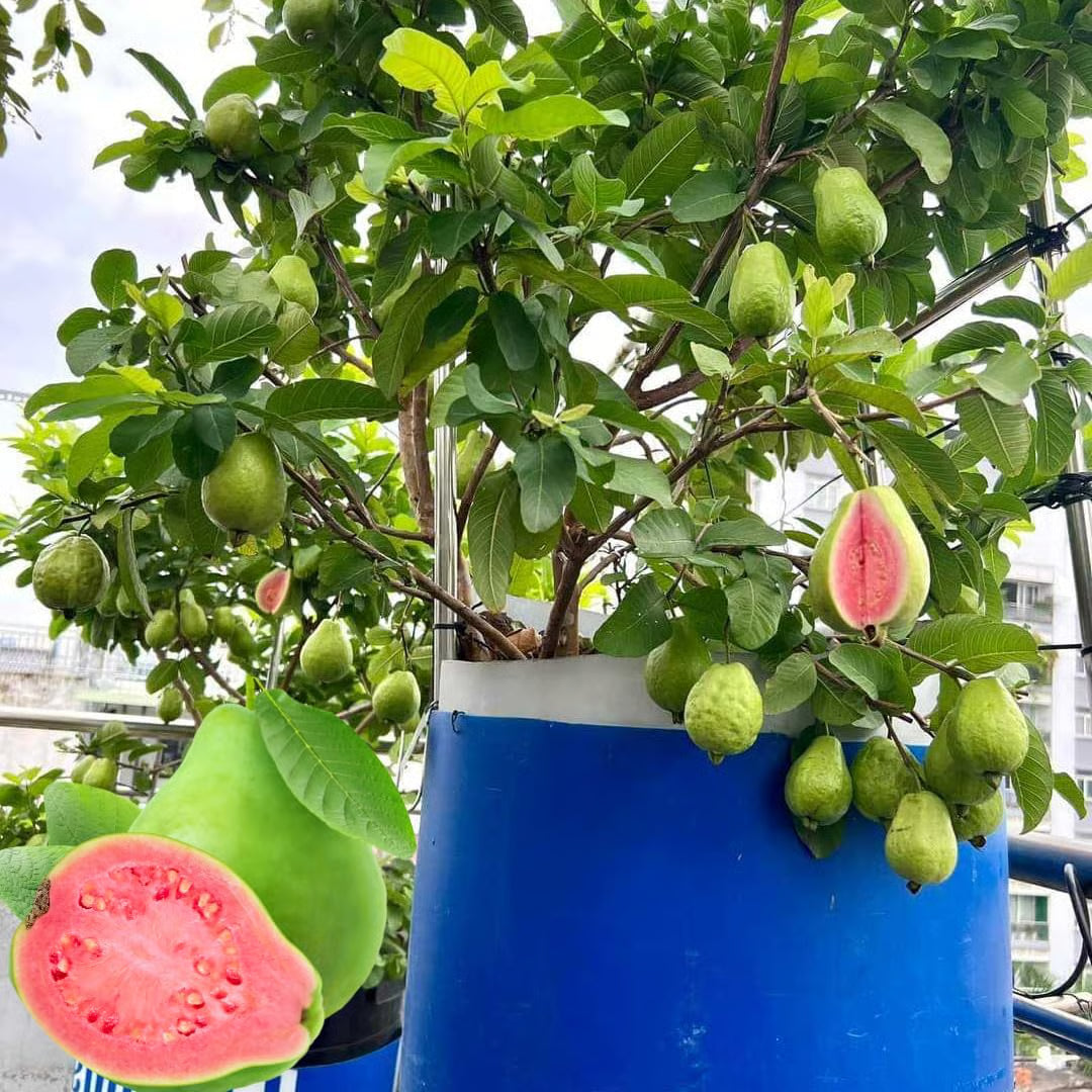 🍈 Pink Guava Plant Kit – Grow Sweet, Juicy Tropical Fruit at Home 🌱-FO