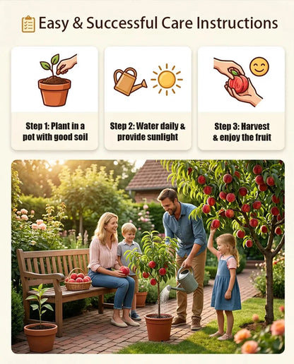 🍑Ultra-Sweet Juicy Peach Tree Planting Kit -TY
