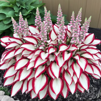 💥LAST DAY SALE 50%OFF💥🌿Premium Rare Hosta Seeds -KKK