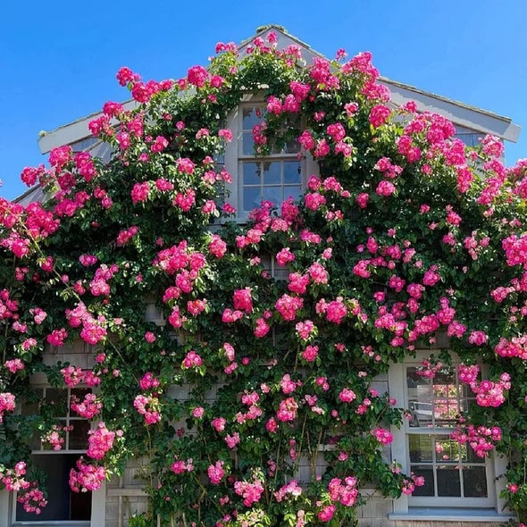 🌺 Premium Climbing Rose Seeds | 3-Day Germination |🌹 18 Mixed Color Varieties for Elegant Gardens -KKK