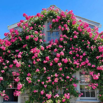 🌺 Premium Climbing Rose Seeds | 3-Day Germination |🌹 18 Mixed Color Varieties for Elegant Gardens -KKK