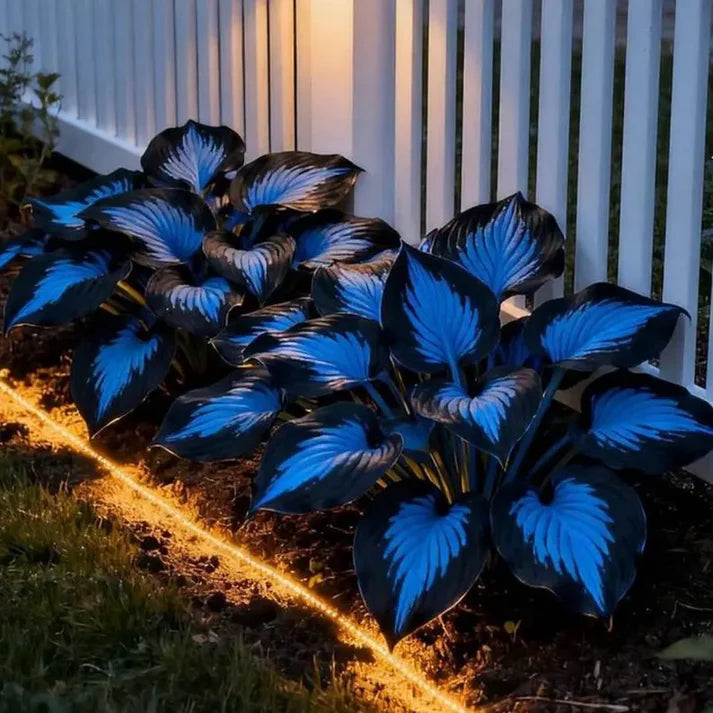 💥LAST DAY SALE 50%OFF💥🌿Premium Rare Hosta Seeds -KKK
