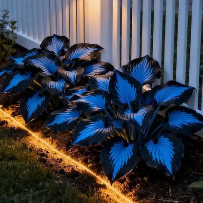 💥LAST DAY SALE 50%OFF💥🌿Premium Rare Hosta Seeds -KKK