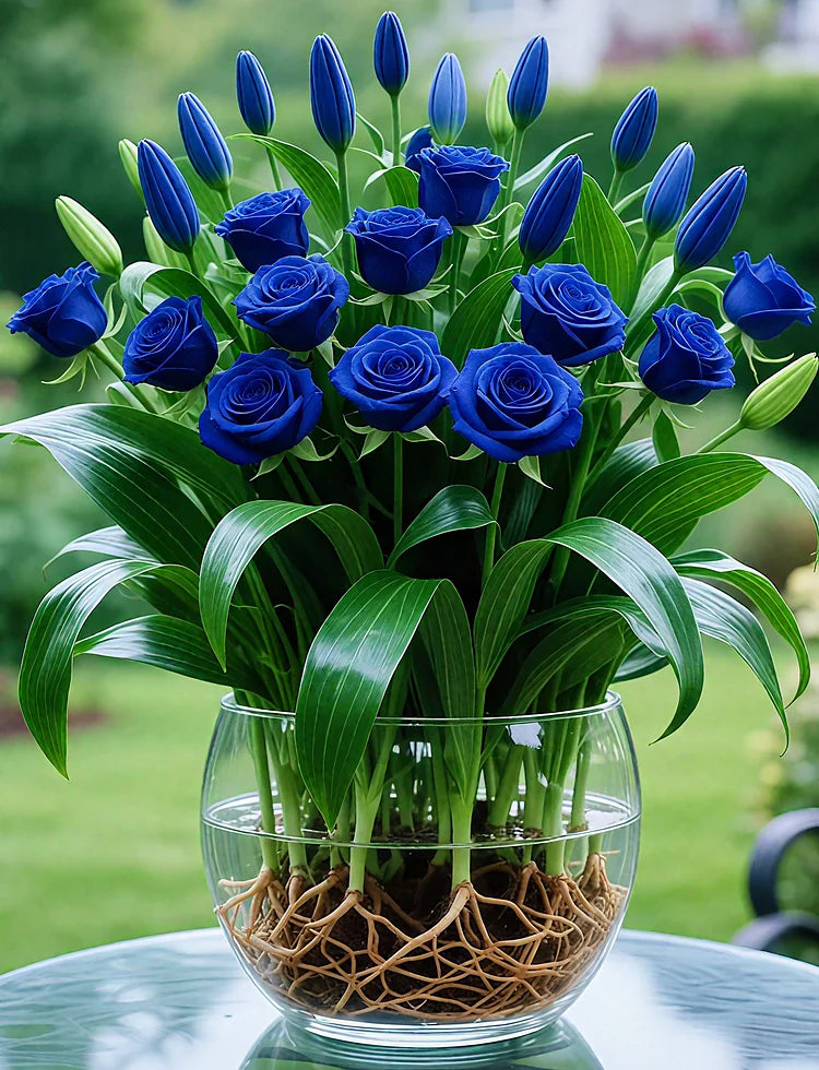 🌹 Hydroponic Roses – Bloom Without Soil! 🌹-TY