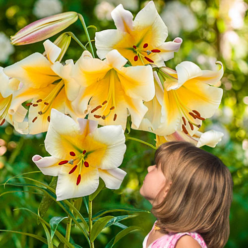 🏆Flash Sale⚡ 90K+ SOLD!-🌸Rare Lily Bulbs |✨50-Year Shelf Life -KKK