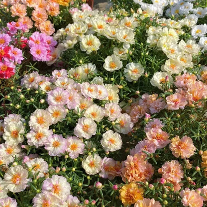 🌼10000 Pcs Muti-color double petal sunflower seeds-EV