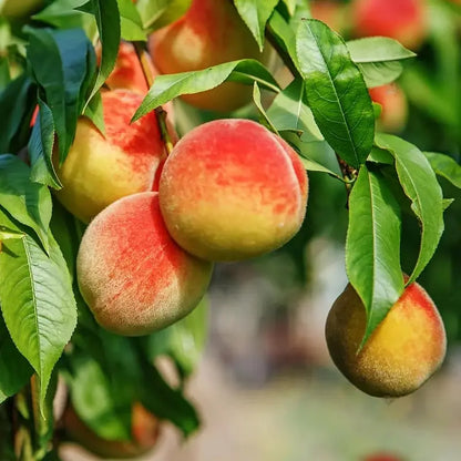 🍑Ultra-Sweet Juicy Peach Tree Planting Kit-EV