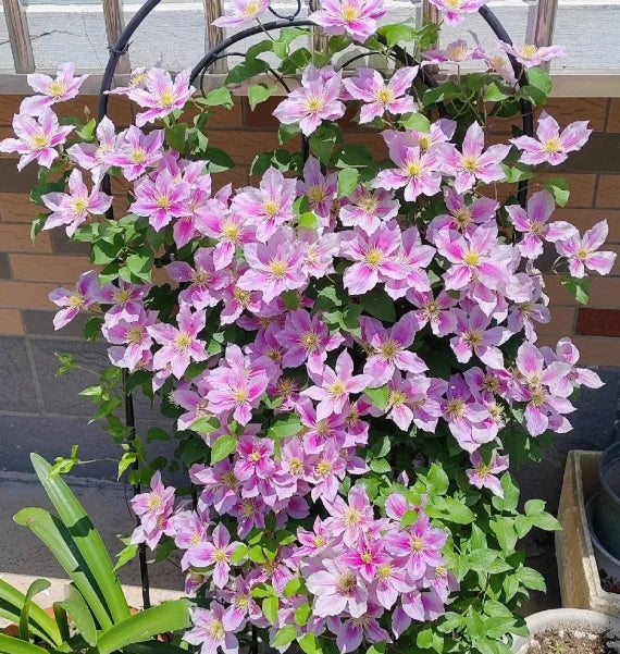 🏆Over 65,000 SOLD!🌸Clematis Seeds in Mixed Colors. The Rare Bloom Wall Few Have-FO