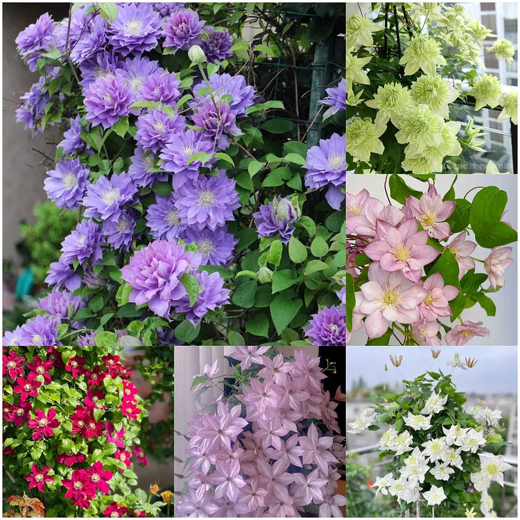 🏆Over 65,000 SOLD!🌸Clematis Seeds in Mixed Colors. The Rare Bloom Wall Few Have-FO