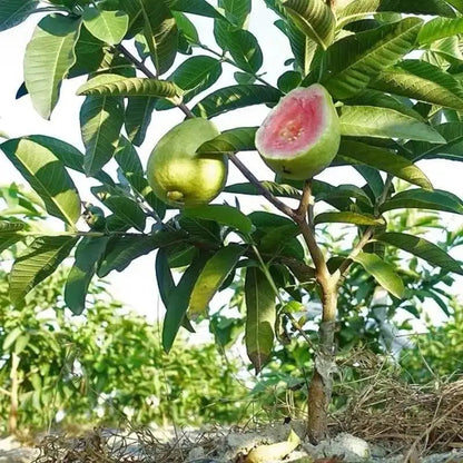 💥Early Spring Sale 49% OFF💚 Reliable Organic Pink Guava Seeds – Easy to Grow, High Germination, Perfect for Home Gardens! 🍈-EV