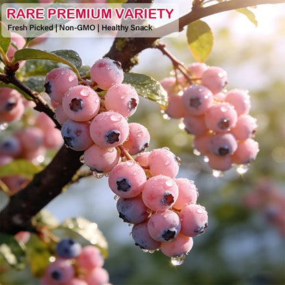 🩷🫐Ultra-Sweet Juicy Pink Blueberry Planting Kit-EV