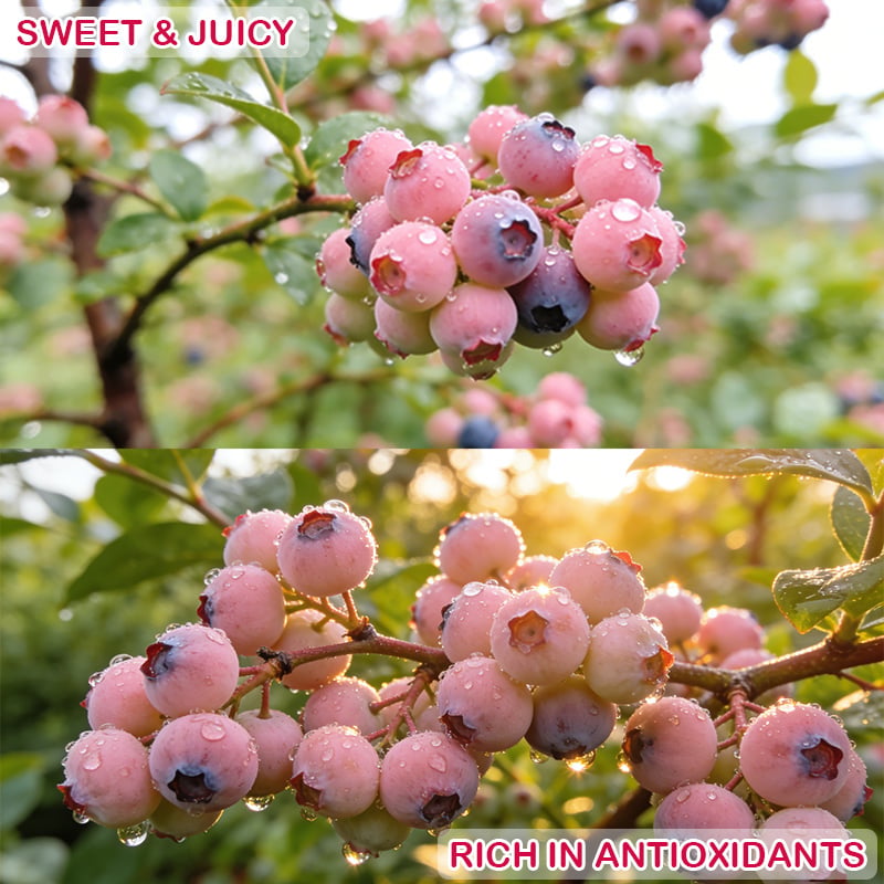 🩷🫐Ultra-Sweet Juicy Pink Blueberry Planting Kit-EV