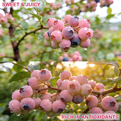 🩷🫐Ultra-Sweet Juicy Pink Blueberry Planting Kit-EV