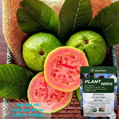💥Early Spring Sale 49% OFF💚 Reliable Organic Pink Guava Seeds – Easy to Grow, High Germination, Perfect for Home Gardens! 🍈-EV
