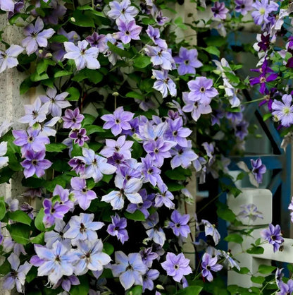 🏆Over 65,000 SOLD!🌸Clematis Seeds in Mixed Colors. The Rare Bloom Wall Few Have-FO