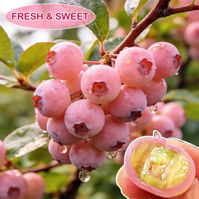 🩷🫐Ultra-Sweet Juicy Pink Blueberry Planting Kit-EV