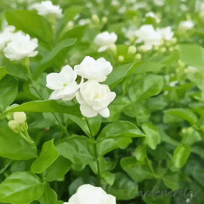 🏆Over 65,000 SOLD!🌸Friendly Hanging Jasmine. Dreamy Indoor Flower-FO