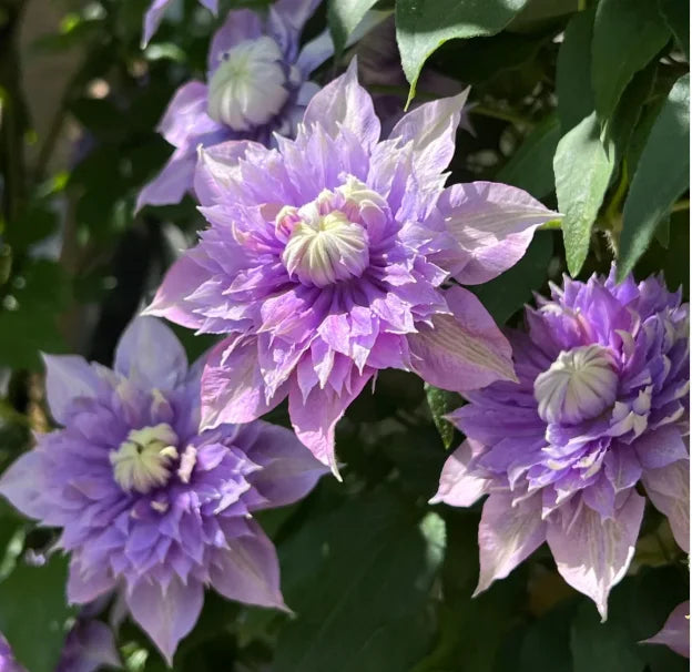 🏆Over 65,000 SOLD!🌸Clematis Seeds in Mixed Colors. The Rare Bloom Wall Few Have-FO