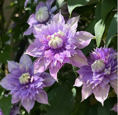 🏆Over 65,000 SOLD!🌸Clematis Seeds in Mixed Colors. The Rare Bloom Wall Few Have-FO