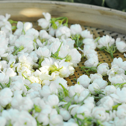 💥Early Spring Sale 49% OFF💚Midnight Perfume Jasmine Seeds-EV