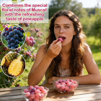 🩷🫐Ultra-Sweet Juicy Pink Blueberry Planting Kit-EV