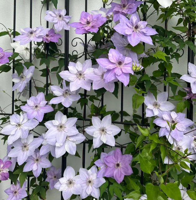 🏆Over 65,000 SOLD!🌸Clematis Seeds in Mixed Colors. The Rare Bloom Wall Few Have-FO