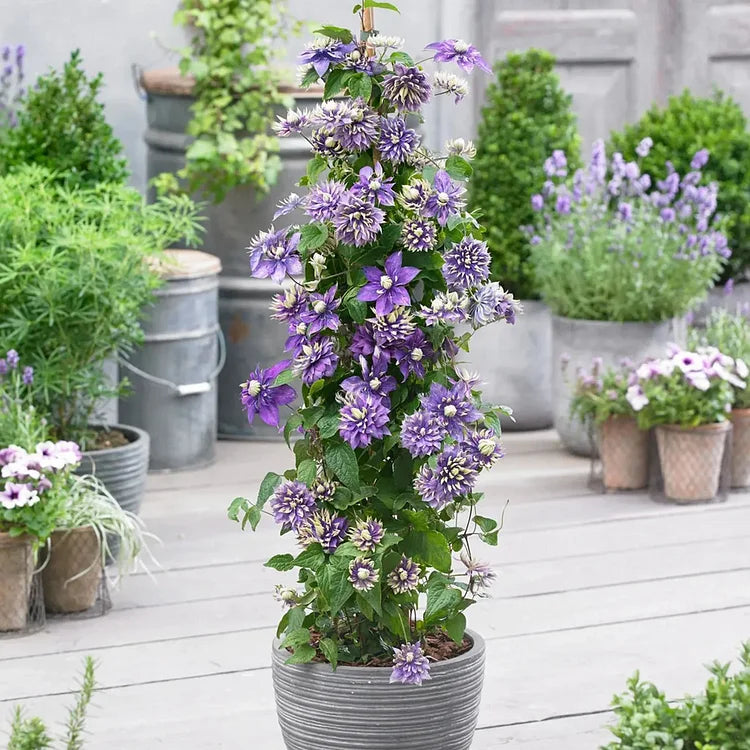 🏆Over 65,000 SOLD!🌸Clematis Seeds in Mixed Colors. The Rare Bloom Wall Few Have-FO