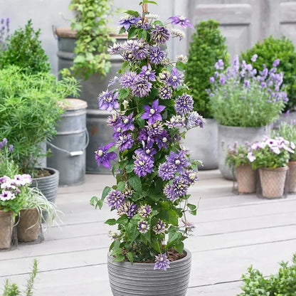 🏆Over 65,000 SOLD!🌸Clematis Seeds in Mixed Colors. The Rare Bloom Wall Few Have-FO