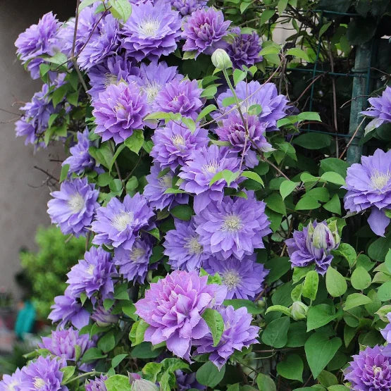 🏆Over 65,000 SOLD!🌸Clematis Seeds in Mixed Colors. The Rare Bloom Wall Few Have-FO