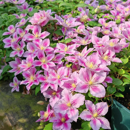 🏆Over 65,000 SOLD!🌸Clematis Seeds in Mixed Colors. The Rare Bloom Wall Few Have-FO