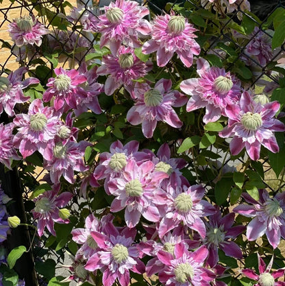 🏆Over 65,000 SOLD!🌸Clematis Seeds in Mixed Colors. The Rare Bloom Wall Few Have-FO
