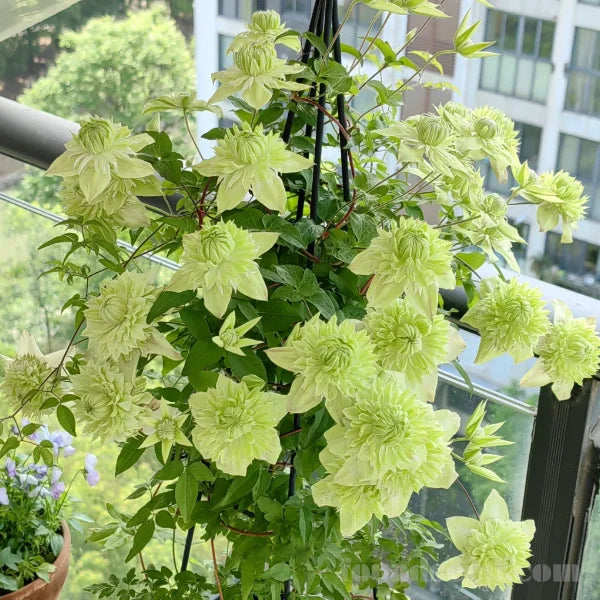 🏆Over 65,000 SOLD!🌸Clematis Seeds in Mixed Colors. The Rare Bloom Wall Few Have-FO