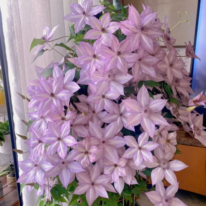 🏆Over 65,000 SOLD!🌸Clematis Seeds in Mixed Colors. The Rare Bloom Wall Few Have-FO
