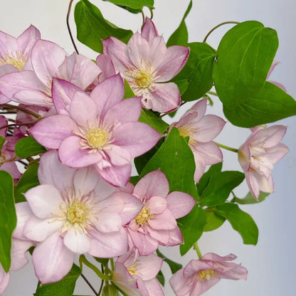 🏆Over 65,000 SOLD!🌸Clematis Seeds in Mixed Colors. The Rare Bloom Wall Few Have-FO