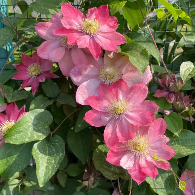 🏆Over 65,000 SOLD!🌸Clematis Seeds in Mixed Colors. The Rare Bloom Wall Few Have-FO