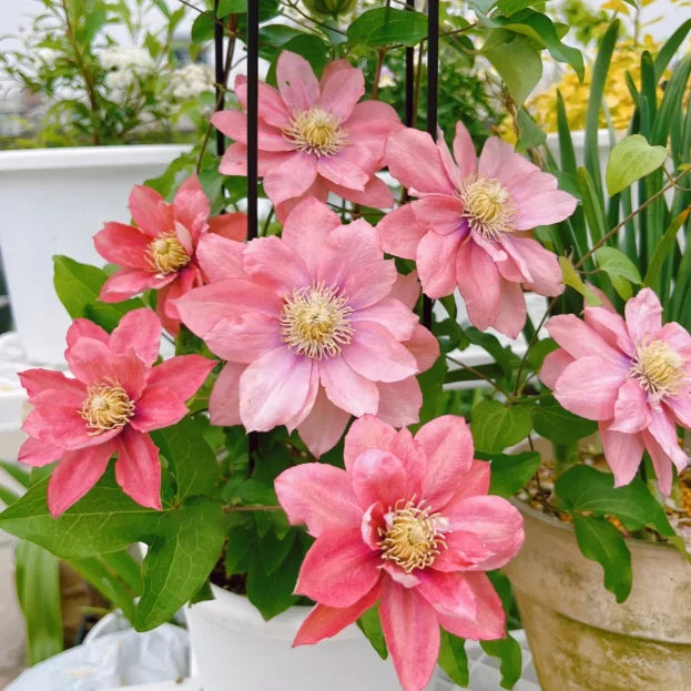 🏆Over 65,000 SOLD!🌸Clematis Seeds in Mixed Colors. The Rare Bloom Wall Few Have-FO