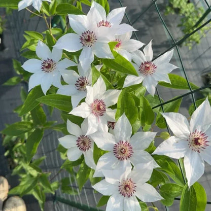 🏆Over 65,000 SOLD!🌸Clematis Seeds in Mixed Colors. The Rare Bloom Wall Few Have-FO