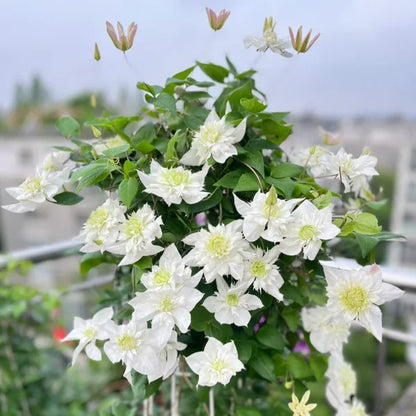 🏆Over 65,000 SOLD!🌸Clematis Seeds in Mixed Colors. The Rare Bloom Wall Few Have-FO