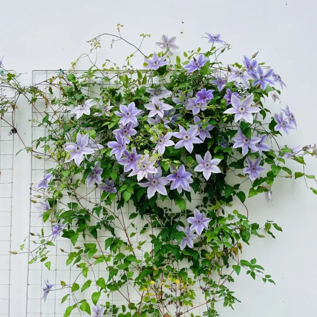 🏆Over 65,000 SOLD!🌸Clematis Seeds in Mixed Colors. The Rare Bloom Wall Few Have-FO