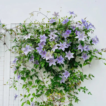 🏆Over 65,000 SOLD!🌸Clematis Seeds in Mixed Colors. The Rare Bloom Wall Few Have-FO