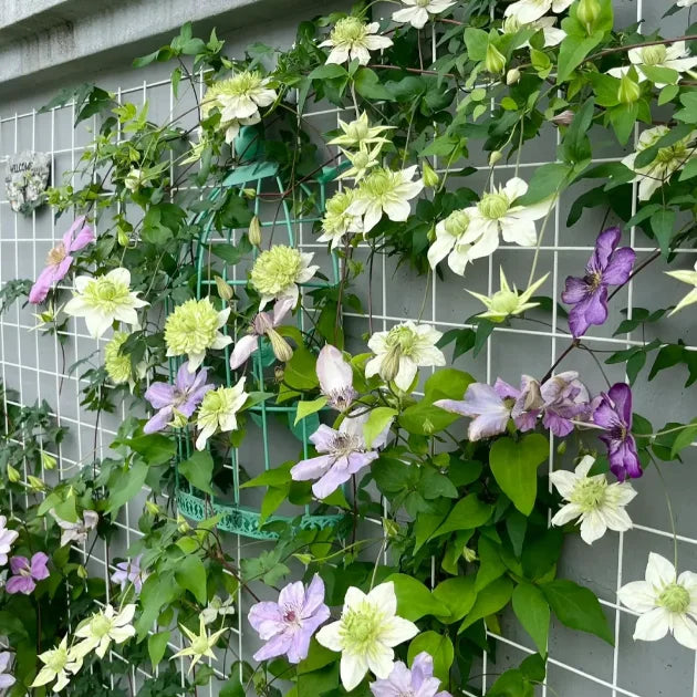 🏆Over 65,000 SOLD!🌸Clematis Seeds in Mixed Colors. The Rare Bloom Wall Few Have-FO