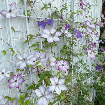 🏆Over 65,000 SOLD!🌸Clematis Seeds in Mixed Colors. The Rare Bloom Wall Few Have-FO