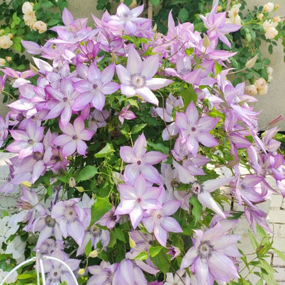 🏆Over 65,000 SOLD!🌸Clematis Seeds in Mixed Colors. The Rare Bloom Wall Few Have-FO
