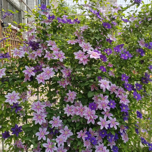 🏆Over 65,000 SOLD!🌸Clematis Seeds in Mixed Colors. The Rare Bloom Wall Few Have-FO