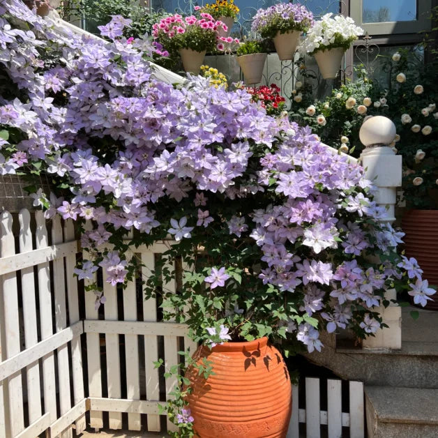 🏆Over 65,000 SOLD!🌸Clematis Seeds in Mixed Colors. The Rare Bloom Wall Few Have-FO